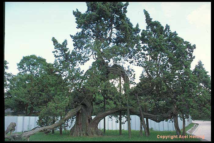 'Drachenbaum'